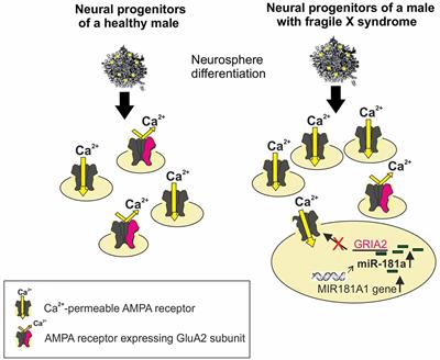 Dysregulated Ca2+-Permeable AMPA Receptor Signaling in Neural Progenitors Modeling Fragile X Syndrome